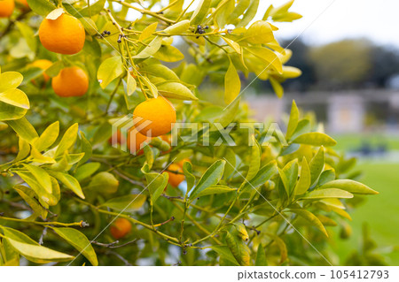 Ripe juicy sweet orange mandarins on a tree in the mandarin orchard. Selective focus. Tangerine sunny garden with green leaves and ripe fruits. Natural outdoor food background 105412793