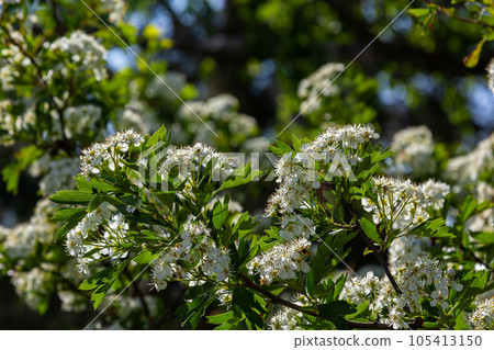 Close-up of a branch of midland hawthorn or crataegus laevigata with a blurred background photographed in the garden of herbs and medicinal plants Close-up of a branch of midland hawthorn or crataegus laevigata with a blurred background photographed in the garden of herbs and medicinal plants 105413150