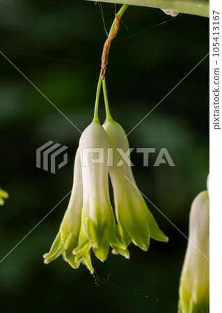 Polygonatum multiflorum, the Solomon's seal, David's harp, ladder-to-heaven or Eurasian Solomon's seal, is a species of flowering plant in the family Asparagaceae Polygonatum multiflorum, the Solomon's seal, David's harp, ladder-to-heaven or Eurasian Solomon's seal, is a species of flowering plant in the family Asparagaceae 105413167