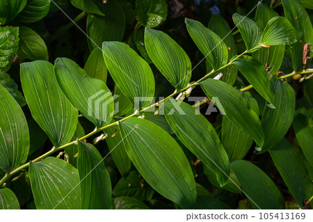 Polygonatum multiflorum, the Solomon's seal, David's harp, ladder-to-heaven or Eurasian Solomon's seal, is a species of flowering plant in the family Asparagaceae 105413169