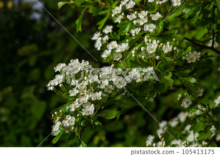 Close-up of a branch of midland hawthorn or crataegus laevigata with a blurred background photographed in the garden of herbs and medicinal plants Close-up of a branch of midland hawthorn or crataegus laevigata with a blurred background photographed in the garden of herbs and medicinal plants 105413175