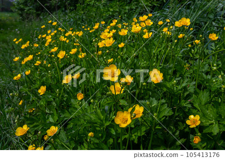 Close-up of Ranunculus repens, the creeping buttercup, is a flowering plant in the buttercup family Ranunculaceae, in the garden Close-up of Ranunculus repens, the creeping buttercup, is a flowering plant in the buttercup family Ranunculaceae, in the garden 105413176