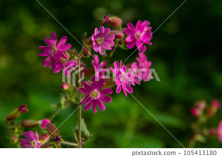 Silene dioica Melandrium rubrum, known as red campion and red catchfly, is a herbaceous flowering plant in the family Caryophyllaceae. Red campion Silene dioica Melandrium rubrum, known as red campion and red catchfly, is a herbaceous flowering plant in the family Caryophyllaceae. Red campion 105413180