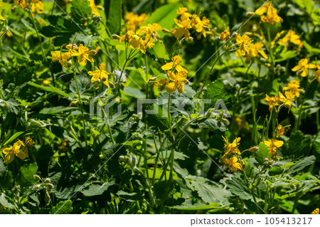 Macro photo of natural yellow flowers of celandine. Background blooming flowers plant celandine 105413217