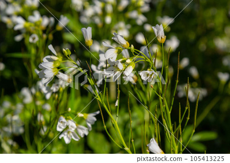 Cardamine amara, known as large bitter-cress. Spring forest. floral background of a blooming plant Cardamine amara, known as large bitter-cress. Spring forest. floral background of a blooming plant 105413225