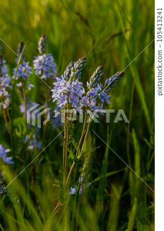 Closeup on the brlliant blue flowers of germander speedwell, Veronica prostrata growing in spring in a meadow, sunny day, natural environment Closeup on the brlliant blue flowers of germander speedwell, Veronica prostrata growing in spring in a meadow, sunny day, natural environment 105413241