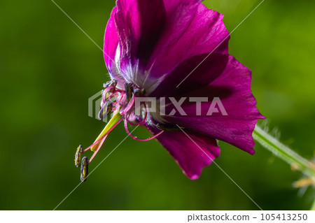 Dark purple dusky flowers in the garden, selective focus with green bokeh background - Geranium faeum Dark purple dusky flowers in the garden, selective focus with green bokeh background - Geranium faeum 105413250