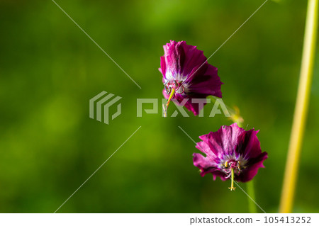Dark purple dusky flowers in the garden, selective focus with green bokeh background - Geranium faeum Dark purple dusky flowers in the garden, selective focus with green bokeh background - Geranium faeum 105413252