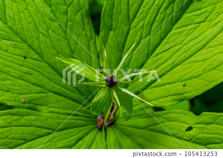 Paris quadrifolia. Flower close-up of the poisonous plant, herb-paris or the knot of true lovers. Blooming grass Paris. Crow's eye or raven eye, poisonous berry in the forest Paris quadrifolia. Flower close-up of the poisonous plant, herb-paris or the knot of true lovers. Blooming grass Paris. Crow's eye or raven eye, poisonous berry in the forest 105413253