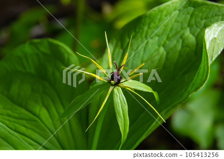 Inflorescence of the four-leaved dewberry Paris quadrifolia with the typical fruit and the four leaves arranged around it Inflorescence of the four-leaved dewberry Paris quadrifolia with the typical fruit and the four leaves arranged around it 105413256