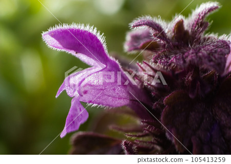 Deaf nettle blooming in a forest, Lamium purpureum. Spring purple flowers with leaves close up 105413259