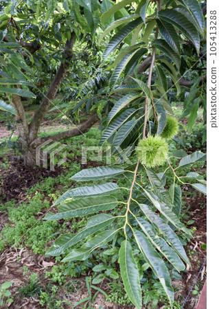 chestnut tree in midsummer chestnut tree in midsummer 105413288