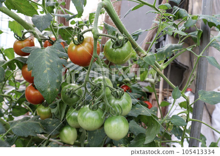 Mini tomato (Frutica) cultivation in a greenhouse 105413334