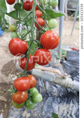 Cultivation of mini tomatoes (Chika) in a greenhouse 105413339