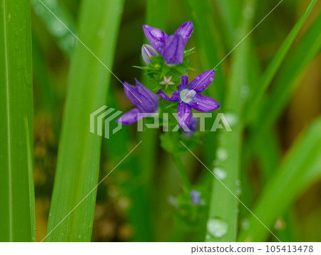 入侵丹丹風鈴草花 入侵丹丹風鈴草花 105413478