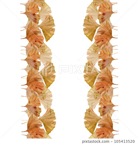 Border of ginkgo biloba leaves on a white background. A pattern of brown ginkgo leaves. Golden autumn leaves in the form of two stripes. Illustrations for textiles, booklets, banners, paper packaging Border of ginkgo biloba leaves on a white background. A pattern of brown ginkgo leaves. Golden autumn leaves in the form of two stripes. Illustrations for textiles, booklets, banners, paper packaging 105413520
