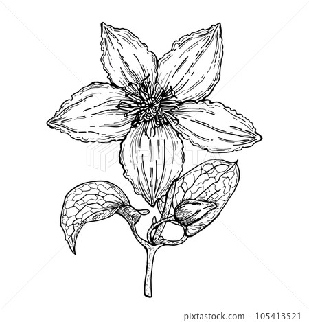 Clematis flower,graphics, isolated illustration,large,for decoration,for printing,for tableware,office and other things. Clematis flower,graphics, isolated illustration,large,for decoration,for printing,for tableware,office and other things. 105413521