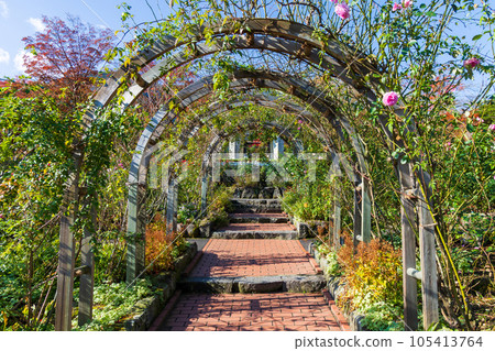 日本主要旅遊目的地之一箱根的秋天，箱根強羅公園有秋葉 105413764