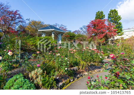 日本主要旅遊目的地之一箱根的秋天,箱根強羅公園有秋葉 日本主要旅遊目的地之一箱根的秋天,箱根強羅公園有秋葉 105413765