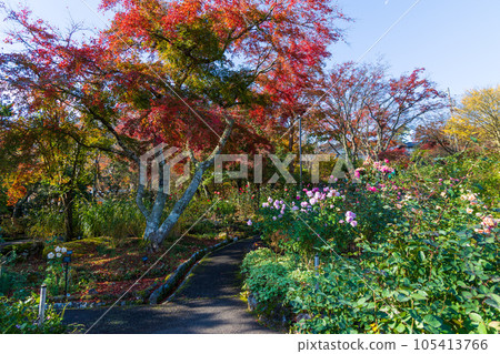 日本主要旅遊目的地之一箱根的秋天,箱根強羅公園有秋葉 日本主要旅遊目的地之一箱根的秋天,箱根強羅公園有秋葉 105413766