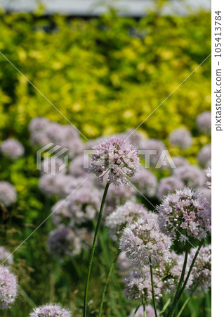 decorative onion blooming on a flower bed decorative onion blooming on a flower bed 105413784