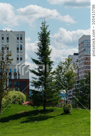 spruce tree on the background of multi-apartment residential buildings 105413786