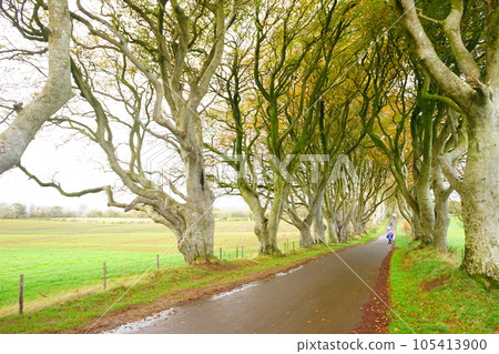northern ireland dark hedges beech avenue northern ireland dark hedges beech avenue 105413900