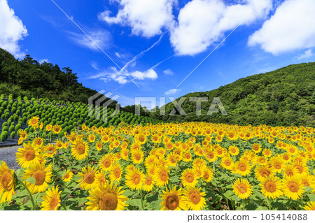 志摩觀光農場向日葵盛開 105414088