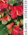 Red Anthurum 105414539