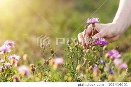 Collecting, picking field flowers, hand holding blooming meadow plant, background with copy space for text Collecting, picking field flowers, hand holding blooming meadow plant, background with copy space for text 105414691