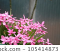 花 105414873