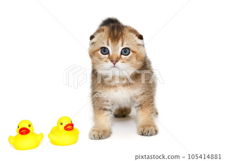Small orange kitten and rubber ducklings Small orange kitten and rubber ducklings 105414881
