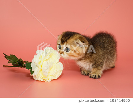 Small Scottish fold kitten sniffs a white flower 105414900