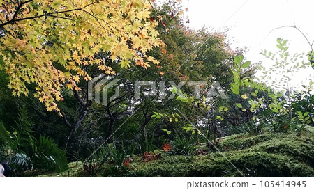 Maple moss 105414945