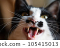Cat's nose 105415013
