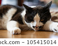 Sleepy cat 105415014