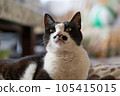 Cat looking at 105415015