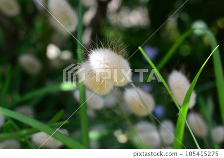 可愛的毛茸茸的小草 可愛的毛茸茸的小草 105415275