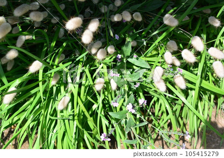 可愛的毛茸茸的小草 105415279