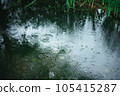 Rain and ripples pouring into the pond 105415287