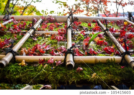 [京都秋季觀光]南禪院和天壽庵_日本庭園的紅葉 105415603