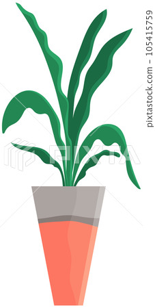 Decorative green plant with long leaves in ceramic pot, pot with houseplant. Home interior plant 105415759