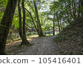 陽光照耀在森林裡的路 105416401
