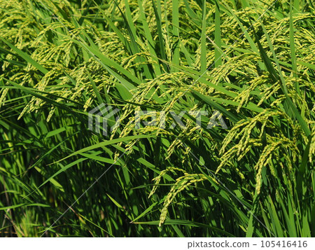 Rice field (Japan) 105416416