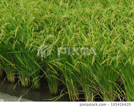 Rice field (Japan) Rice field (Japan) 105416420