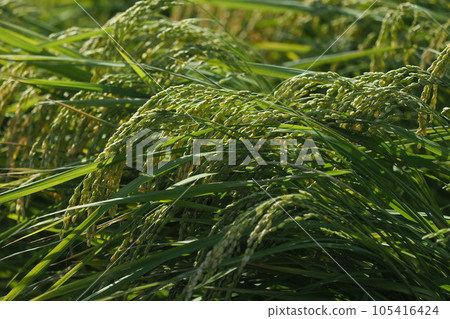 Rice field (Japan) Rice field (Japan) 105416424