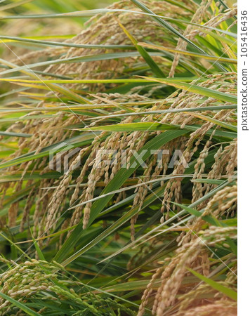 Rice field (Japan) 105416436