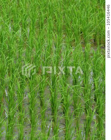 Rice field (Japan) Rice field (Japan) 105416446