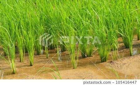 Rice field (Japan) Rice field (Japan) 105416447