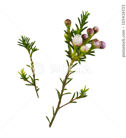 Set of white chamelaucium leaves and buds isolated 105416555